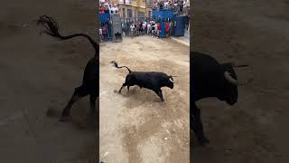 ¡Toro en cerril en Alcora ¡Qué miedo toros bull 2024 tradiciones [upl. by Nemraciram90]