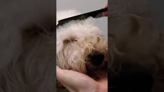 Lovely maltipoo almost falls asleep during the grooming 😴😍 dog grooming maltipoo puppy pets [upl. by Martica475]