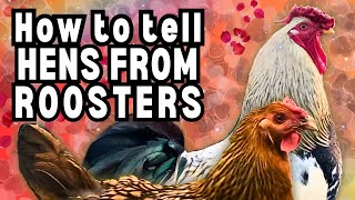 How To Tell Hens amp Roosters Apart EASY ID GUIDE [upl. by Ened4]