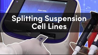 How to Split Suspension Cell Lines StepByStep Demonstration  CST Tech Tips [upl. by Sices]