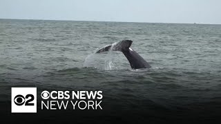 Whale watching is turning into a big NYC tourist attraction [upl. by Naanac]