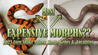 2023 CORN SNAKE PRICES Single Morphs [upl. by Mortimer544]