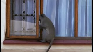 Breaking and Entering  Cheeky Monkey  BBC Earth [upl. by Kenn]