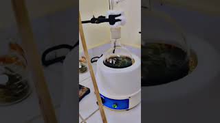 soxhlet apparatus oil extraction technique [upl. by Aerdno]