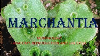 Marchantia general characters reproducrtion and life cycle [upl. by Enairb]