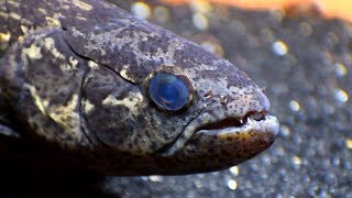 Definetly the best quality Hoplias Curupira aka Black Wolffish video on youtube 4K Nikon d7500 [upl. by Nylauqcaj4]