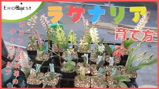 【解説】ラケナリア（ラシェナリア）の育て方 Lachenalia [upl. by Aleunamme]