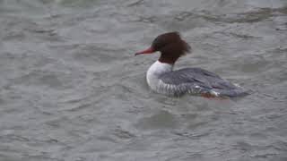 Harle bièvre femelle grèbe huppé et canard colvert [upl. by Myo]