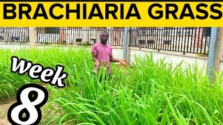 Week 8 How To Grow Brachiaria Grass Updates on Different Stages of Brachiaria Grasses Cultivated [upl. by Pinter]