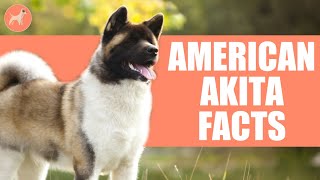 American Akita Dog Breed 10 Amazing Facts You Must Know [upl. by Lolanthe]