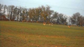 Deer shot with 55 gr TSX Video 2 [upl. by Yeltnarb276]