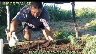 PLANTANDO COENTRO MOSTRANDO ABÓBORA JERIMUM TIRANDO LEITE E [upl. by Annahsat232]