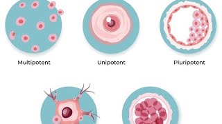 what is totipotent multipotent oligopotent pluripotent and unipotent cells students biology [upl. by Teodoor]