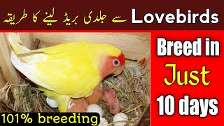 lovebirds breeding tips  how to breed lovebirds  Lovebirds ko jaldi ando par Kasey laen [upl. by Atinej2]