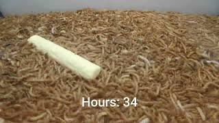 10 000 Mealworms vs Kinder Duplo [upl. by Eyram235]