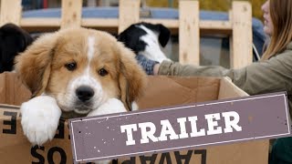 A Dogs Purpose  trailer [upl. by Tootsie]