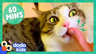 60 Minutes Of Cats And Kittens Being Cute And Silly  1 Hour Of Animal Videos  Dodo Kids [upl. by Tadich]