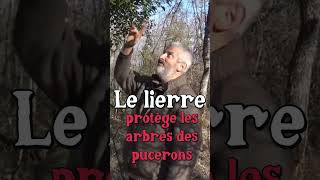 Lierre et Pucerons Hervé Covès jardin [upl. by Chang]