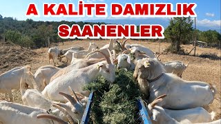 SATILIK SAANEN KEÇİLER  29 KEÇİ 21 OĞLAK 2 TEKE [upl. by Olinde823]