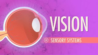 Vision Crash Course Anatomy amp Physiology 18 [upl. by Ahsiekam]