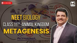 NEET BIOLOGY  EXPLAINED  CLASS XI  ANIMAL KINGDOM  METAGENESIS  MEDUHUB [upl. by Akener]