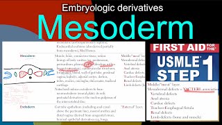 Embryologic derivatives Mesoderm in HindiUrdu by first aid for USMLE step 1 [upl. by Charlena]