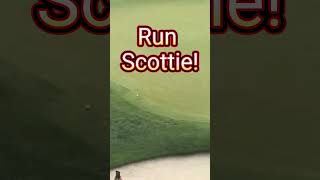 Did Scotties PTSD kick in scottiescheffler golf viral nfl [upl. by Beilul]