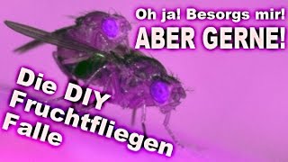 Die Fruchtfliegen Falle  Diy  German  deutsch [upl. by Milan]