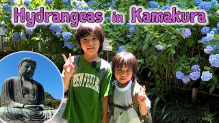 Kamakura 鎌倉  Beautiful Hydrangeas  Vlog [upl. by Gefen]