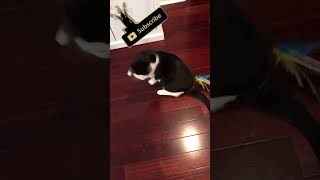 🔴 CAT PLAYING WITH STICK TOY WITH SOUND EPIC ENTERTAINMENTCATS MEME AMRS CAT NEW IN 2025 [upl. by Itraa]