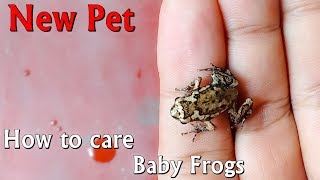 How to care baby frogs and make enclosure [upl. by Terr]