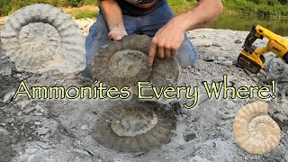 So Many Ammonites amp Other Fossilized Creators Need Help Gathering [upl. by Mayberry]