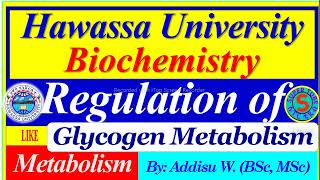 Regulation of Glycogen Metabolism glycogenolysis glycogenesis carbohydrates metabolism review [upl. by Laenahtan]