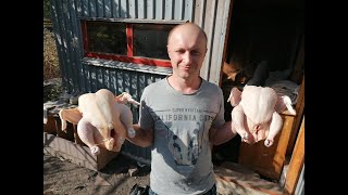 Домашній Бройлер Перший дохід Частина 5 Homemade Broiler Chicken First income Part 5 [upl. by Enailuj]