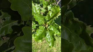 Sessile oak  young acorns  fruit amp leaves  May 2024 [upl. by Cornish891]