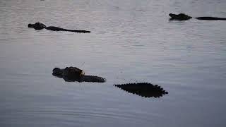 Sea of Alligators Bellow Out Mating Calls [upl. by Arahsat821]