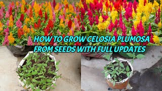 HOW TO GROW CELOSIA PLUMOSA FROM SEEDS WITH FULL UPDATES [upl. by Ahsiliw933]