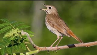 Hermit Thrush Singing [upl. by Yevrah487]