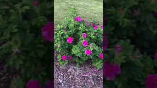 Rosa Rugosa “Hansa”  Illinois Zone 5 Garden Shorts [upl. by Rramaj835]