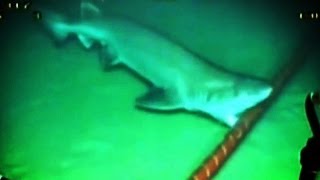 Sharks are Attacking the Internet [upl. by Chucho451]