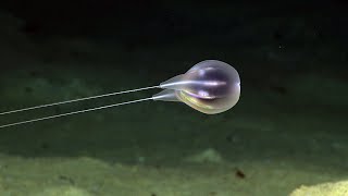 Combing the Deep NOAAs Discovery of a New Ctenophore [upl. by Onit283]