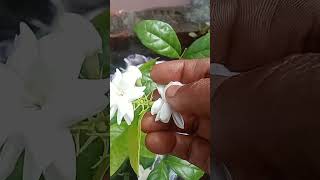 First flower in return gift plant [upl. by Artenal]