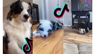 😍 Cutest Australian Shepherd 😂 Funny and Cute Australian Shepherd Puppies and Dogs Videos [upl. by Yursa]