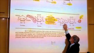 BIOLOGICAL CHEMISTRISTY PART 1 MONOSACCHARIDES amp DISACCHARIDES by Professor Fink [upl. by Eveivenej]