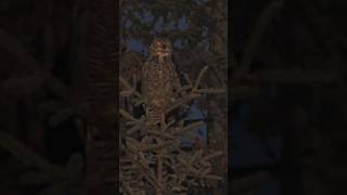 Great horned owl sounds Owl in a tree [upl. by Loriner]