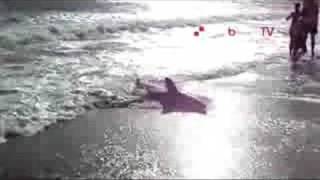 Un requin dans la baie de La Baule sur httpwwwlabauletvcom [upl. by Arataj]