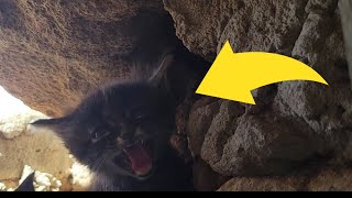 New little kitten hisses at me [upl. by Aniloj]