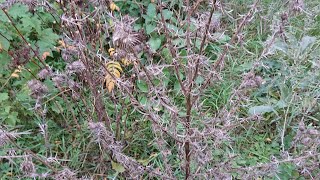 Für Wildbienen Überwinterung Gartenpflege [upl. by Lalo]