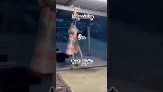 Preparing for next fight😆 trending viralshort animals kangaroofight funny fightingstyles [upl. by Ardnosak233]