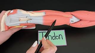 Tendon vs Aponeurosis with Examples [upl. by Anedal62]